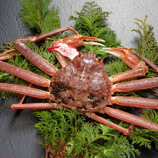 Japanese Snow Crab (Matsuba Gani) 日本新鮮松葉蟹 (In Season)
