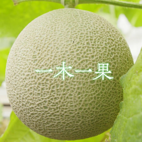 Shizuoka Crown Melon 靜岡皇冠蜜瓜
