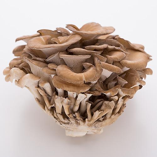 Maitake Mushroom 新鮮日本舞茸