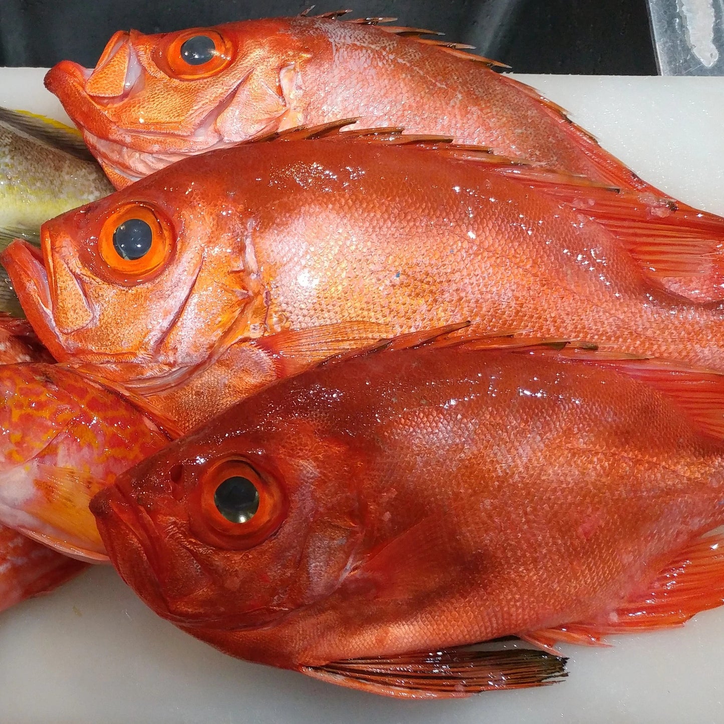 Bigeye Snapper (Chikame Kintoki) 大眼鯛 (大眼雞)