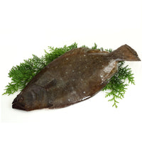 Fresh Olive Flounder Loin (Hirame) 日本新鮮平目魚刺身