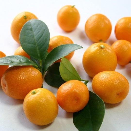 Miyazaki Kumquat (Kinkan) 宮崎金柑