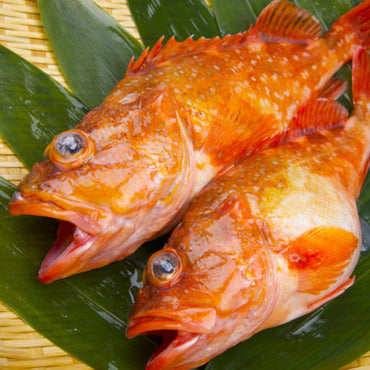 Scorpionfish (kasago) 石九公