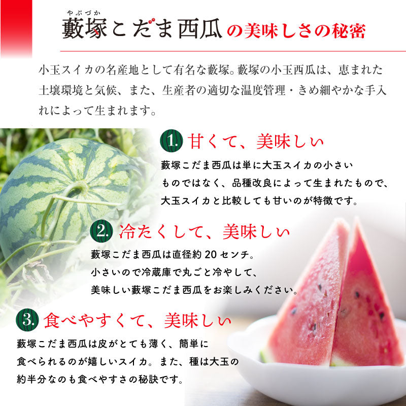 Yabuzuka Kodama Watermelon 群馬藪塚小玉西瓜