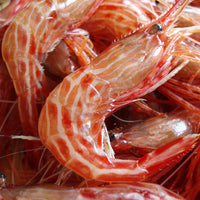 Morotoge Red Shrimp (shimaebi) 新鮮縞海老