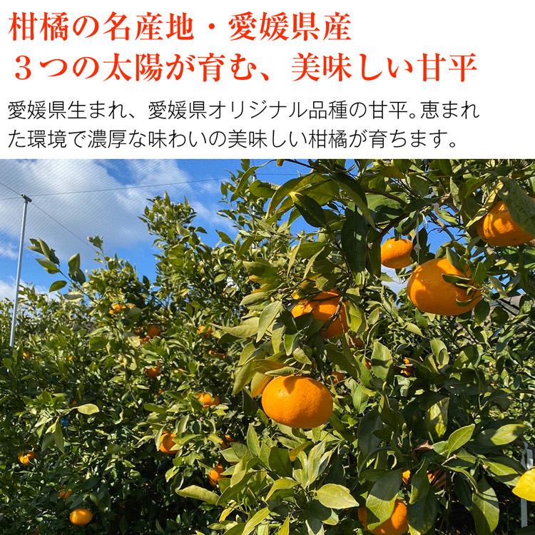 Ehime Kanpei Mikan 愛媛甘平蜜柑