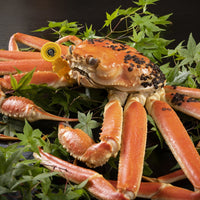 Japanese Snow Crab Echizen Gani 日本新鮮越前蟹