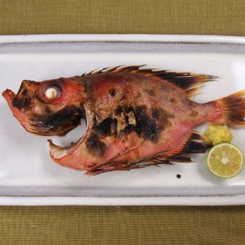 Fresh Bigeye Snapper (Chikame Kintoki) 新鮮日本大眼鯛 (大眼雞)