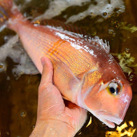 Tilefish (Amadai) 甘鯛 (馬頭魚)