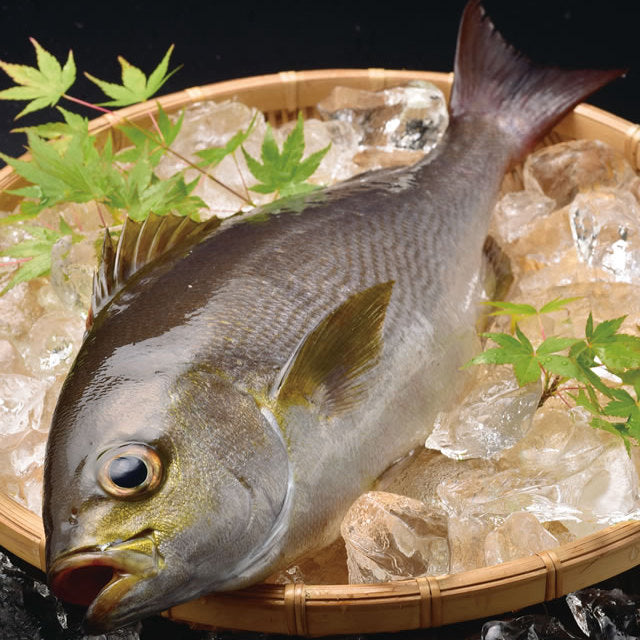 Chicken Grunt (Isaki) 黃雞魚(伊佐木)