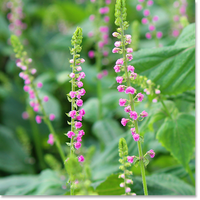 Hanaho Shiso Flowers 新鮮花穗紫蘇