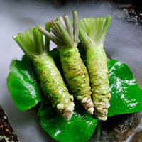 Tamaruya Wasabi Tube (Crunchy) 静岡田丸屋山葵醬 (爽脆)